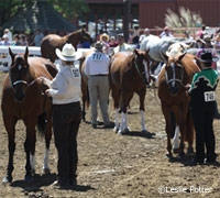 Horse show