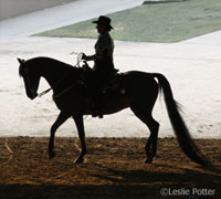Morgan western pleasure show horse
