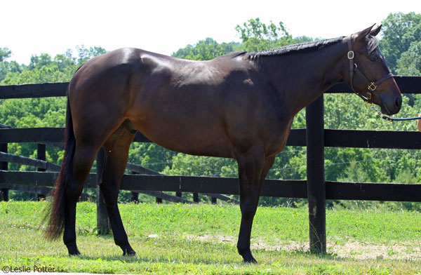 Western Show Horse