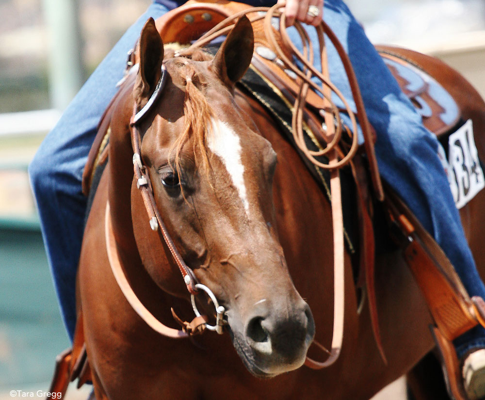 Western Horse in Snaffle