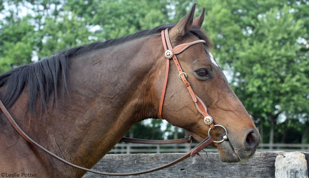 Horse in bridle representing the once common practice of removing wolf teeth before being started.