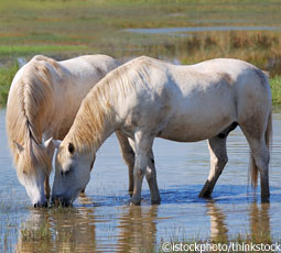Horses in marsh