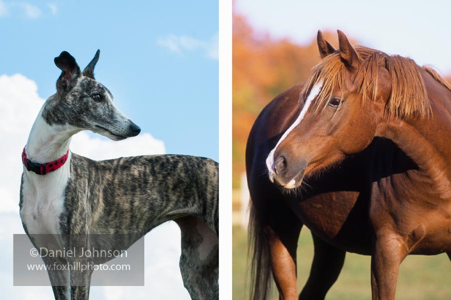 Whippet and Thoroughbred