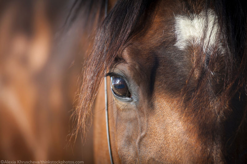 Horse Closeup