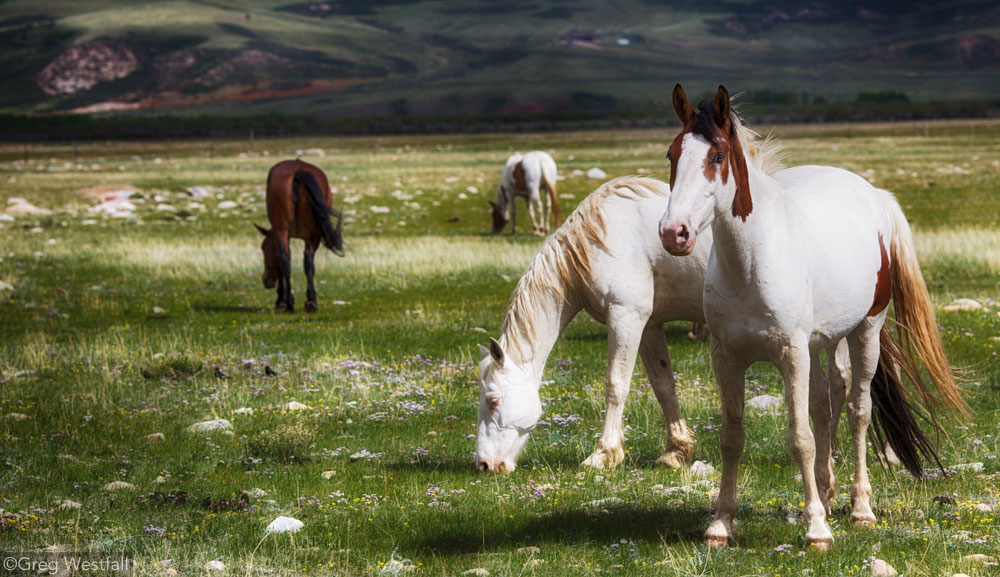 Wild Horses