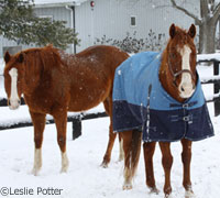 Horse blankets