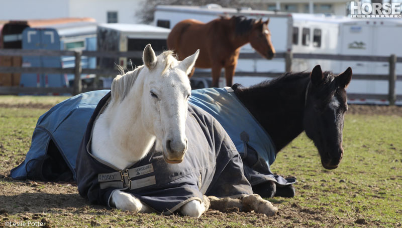 Horses Napping