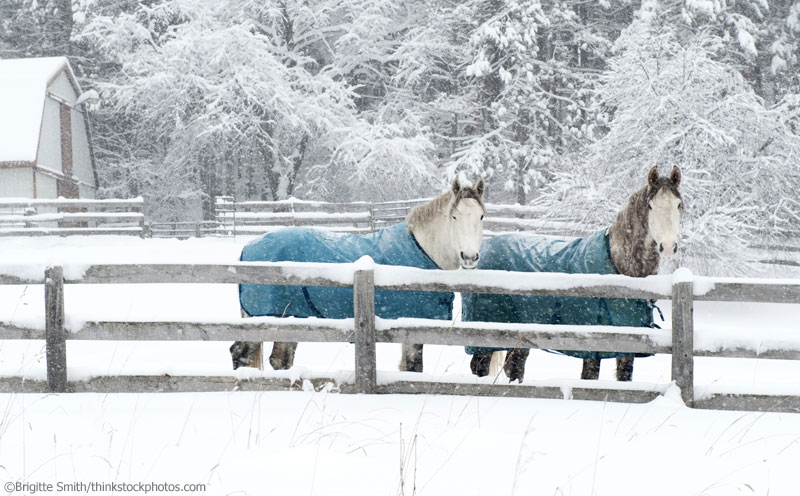 Horse Blankets