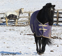 Horses in snow