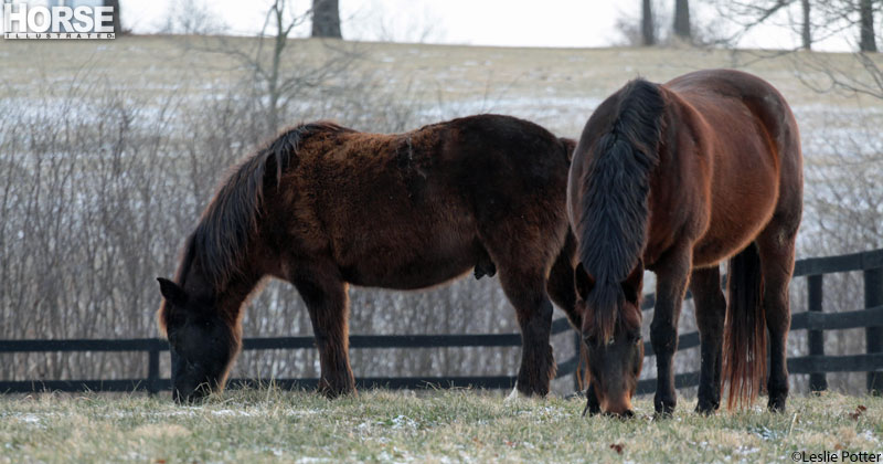 Fuzzy Horses