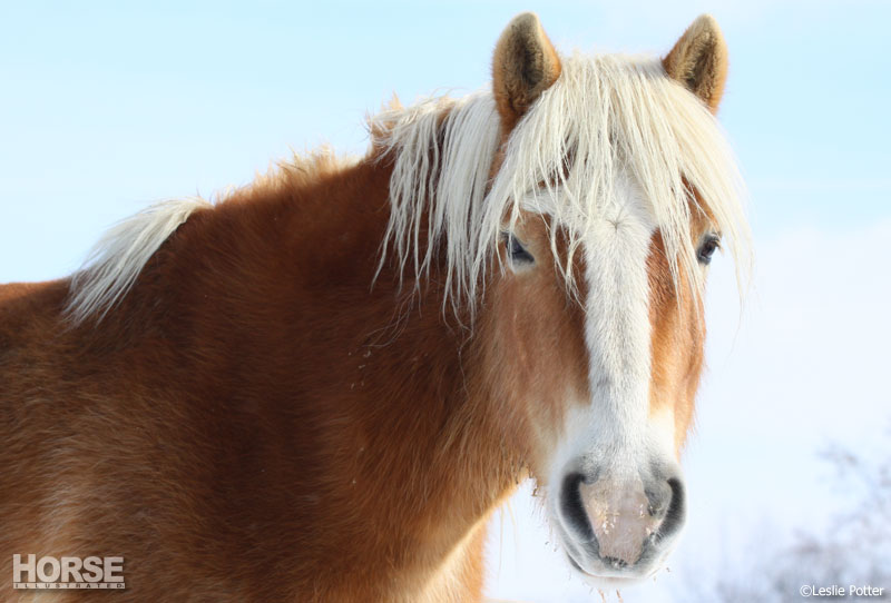 Haflinger