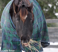Horse eating hay in winter