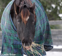 Horse eating hay