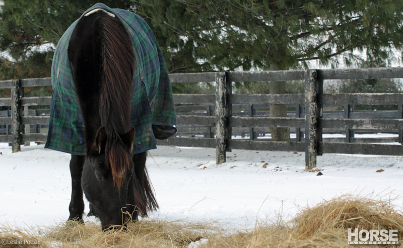 winter hay