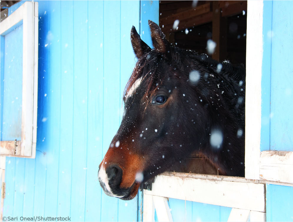 Horse in Barn