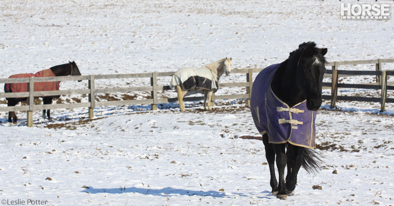 Winter Horses