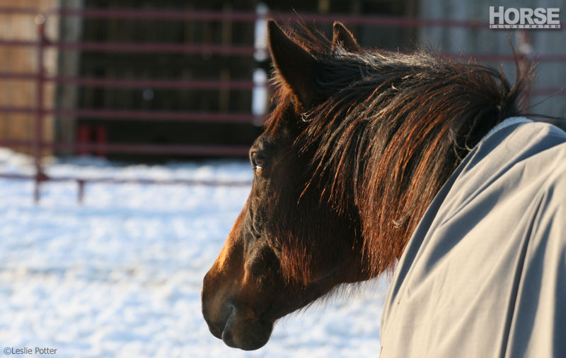 WInter Horse