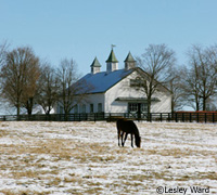 The TRF is holding an online auction to help retired Thoroughbred race horses