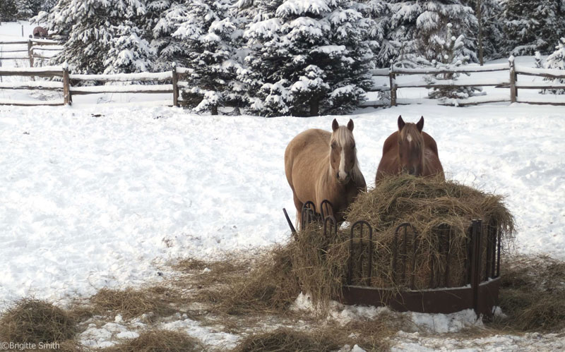 Winter Hay