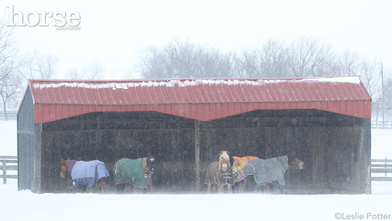 Horse Shelter