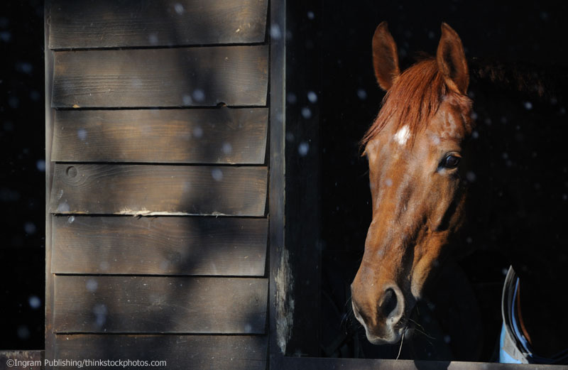 Winter Stall