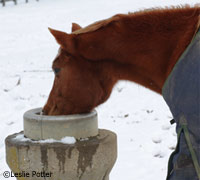 Provide adequate water for your horse during the winter months