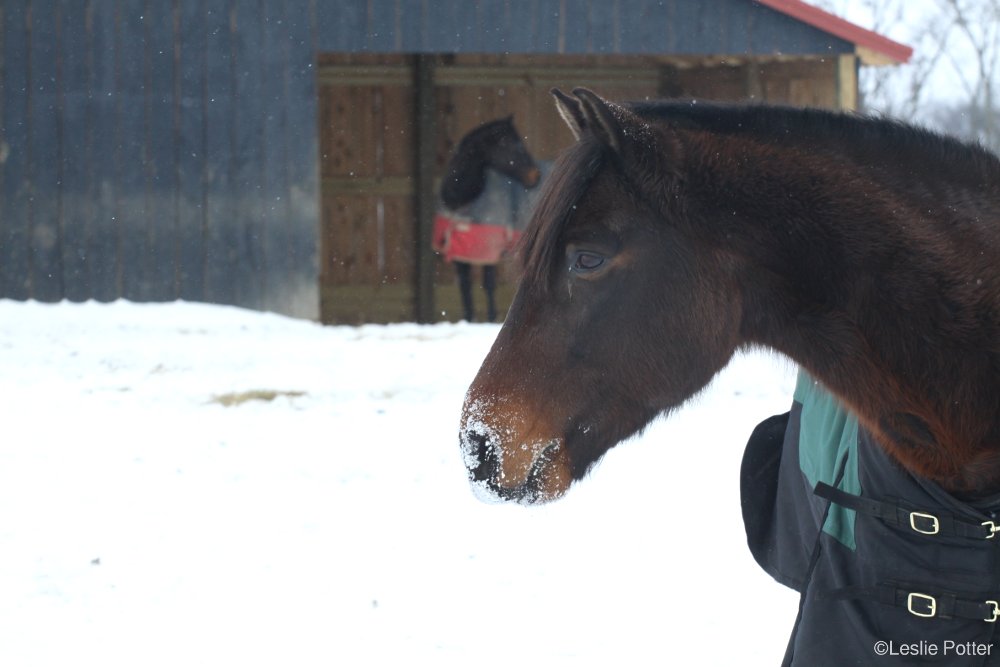 Winter Horse