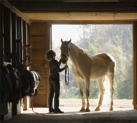 Behavior modification therapy for horses can fix multiple issues