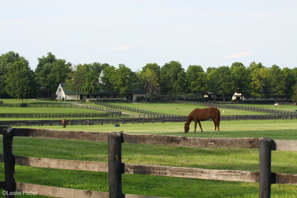 Horse Farm