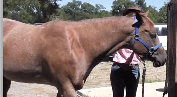 Tying a Horse Video