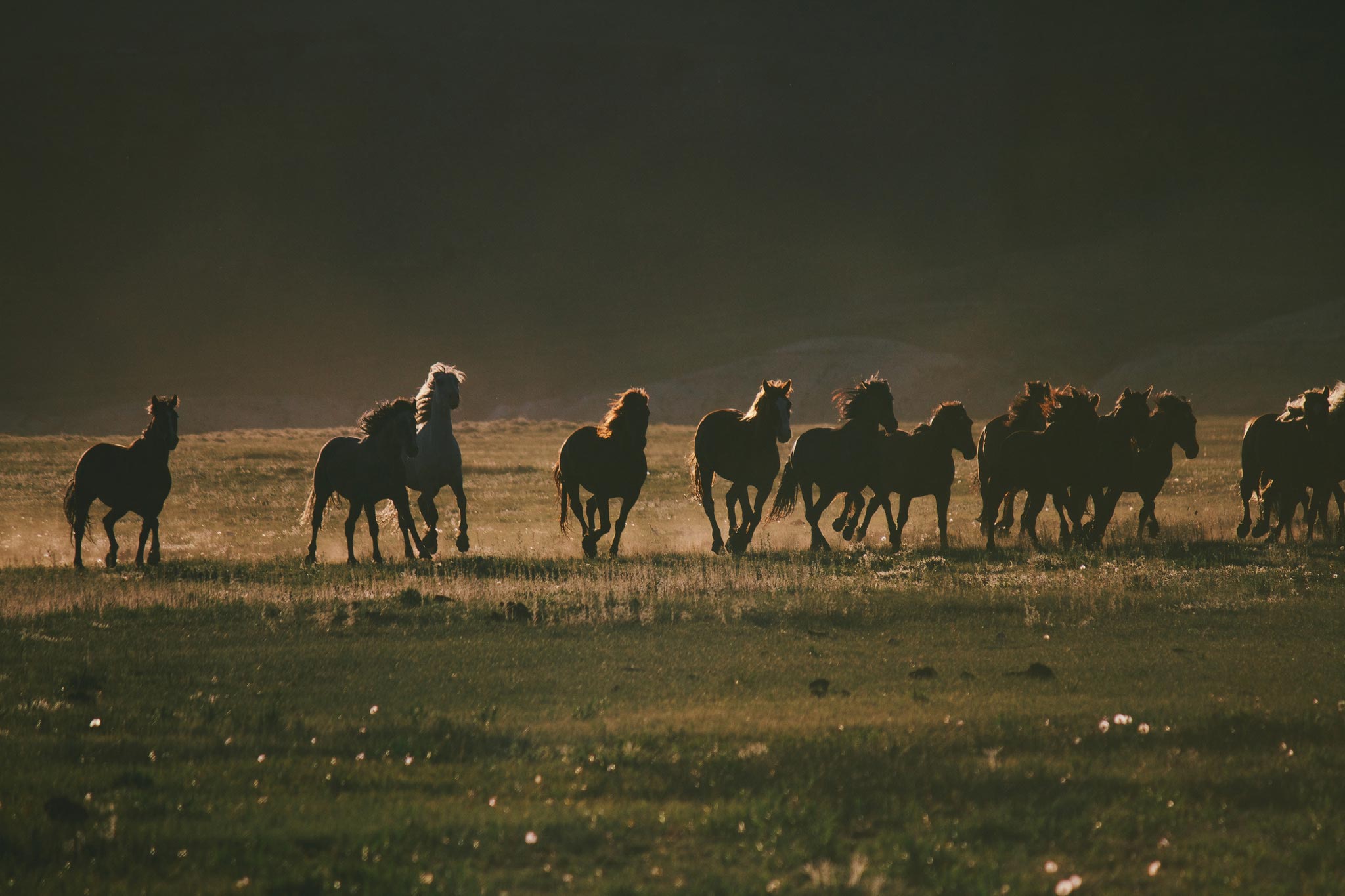 Wyoming Wild Horses