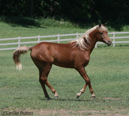 Yearling