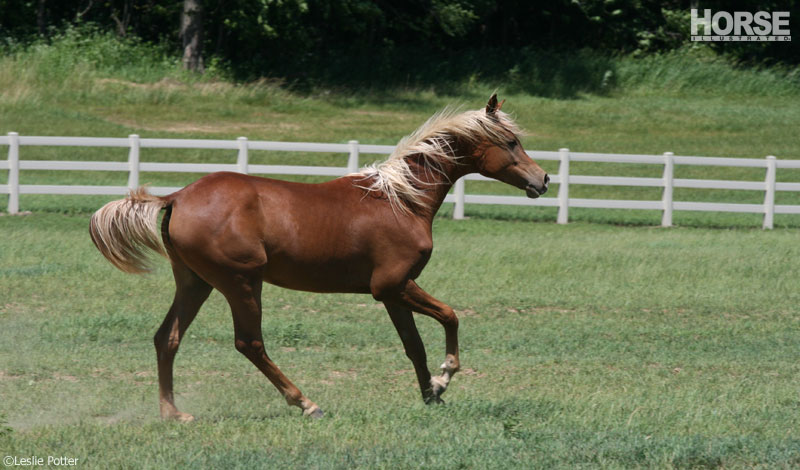 Arabian Yearling Arabian Yearling