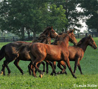 Yearling colts