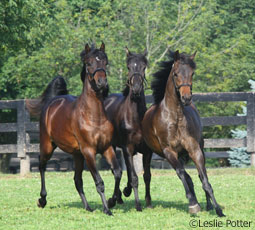 Yearlings