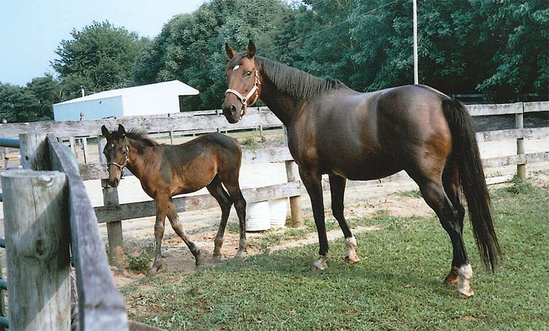 Mare and Foal