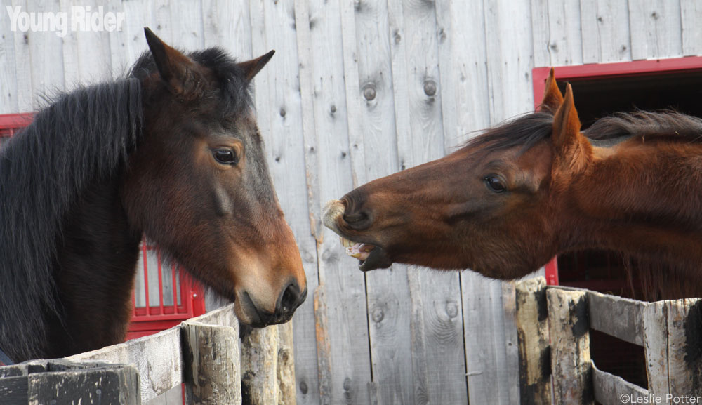 Horses Biting