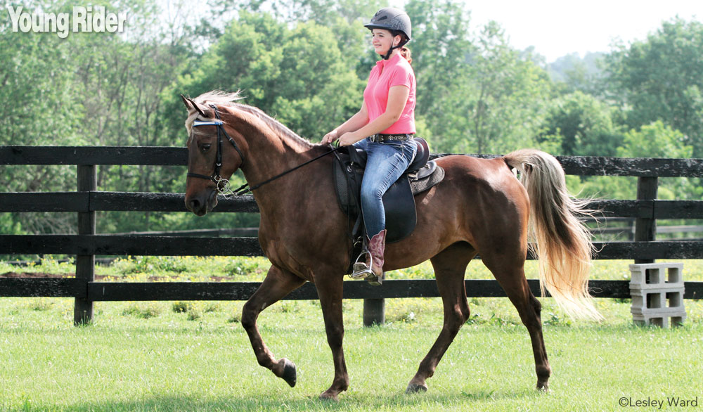 Rocky Mountain Horse