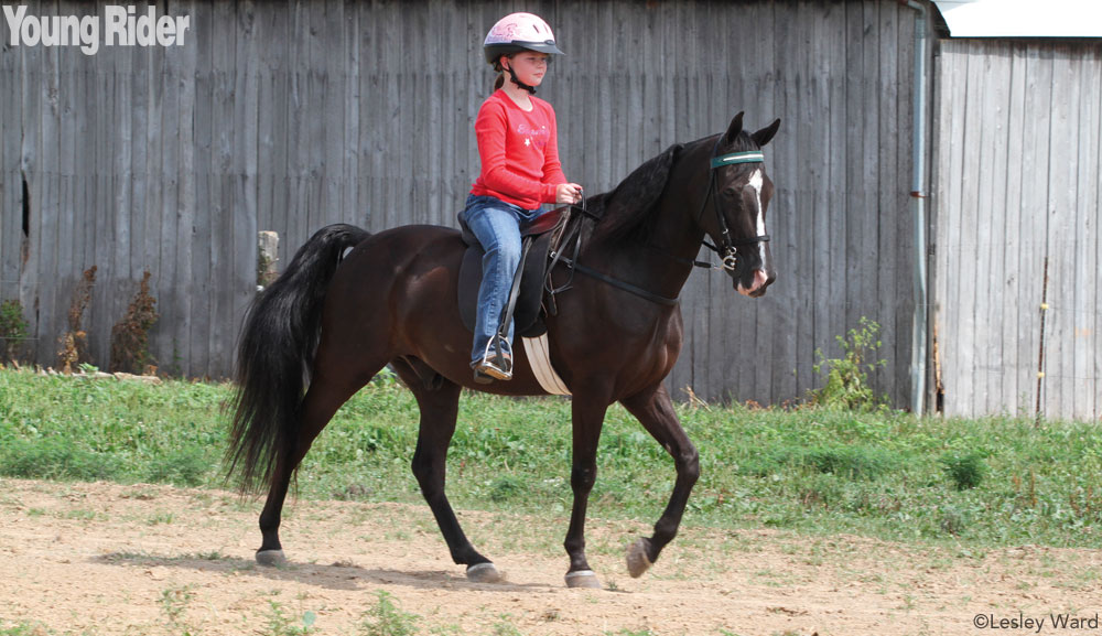 Tennessee Walking Horse