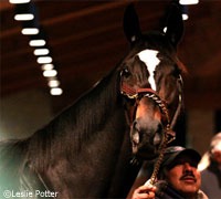 Zenyatta in Kentucky