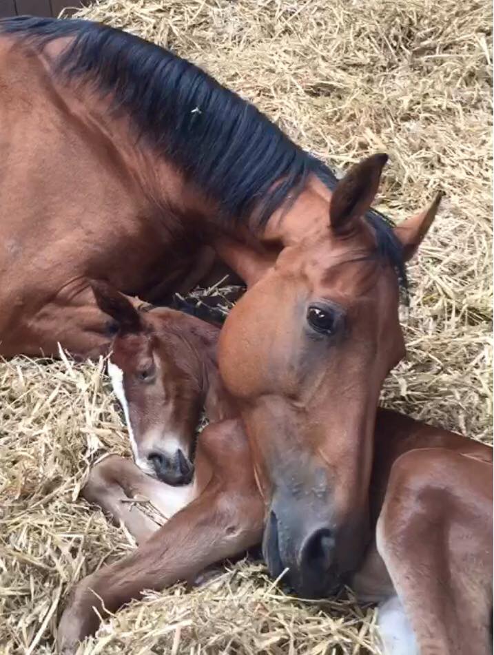 Zindita and orphaned foal