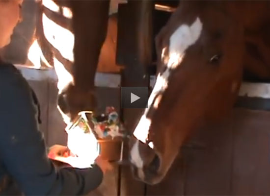 Horses Vs. Gingerbread House