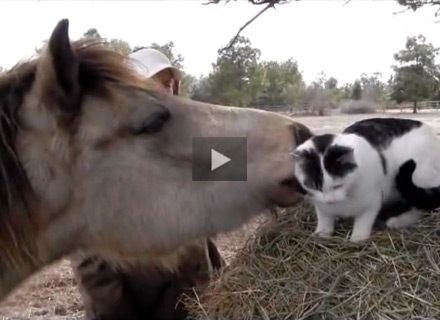 Cat and Pony