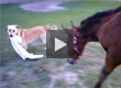 Horse and Dog Play Tag