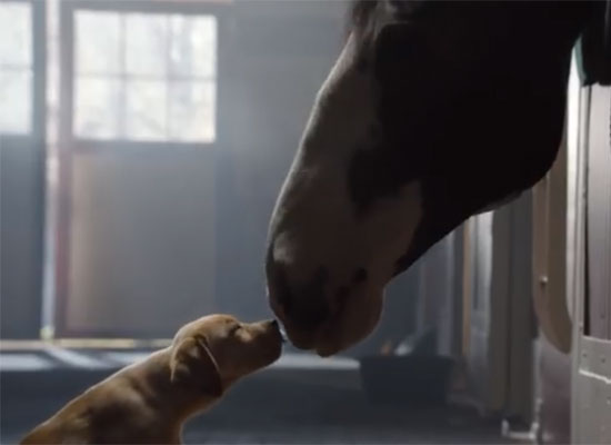 Budweiser Puppy Love Ad