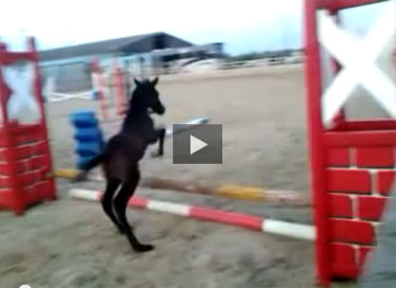Show Jumping Prospect