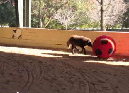 Mini Horse, Giant Soccer Ball