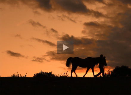 An Equestrian Portrait