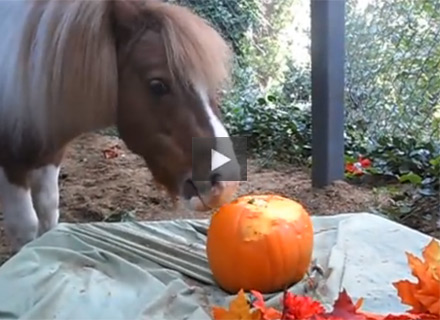 Mini Horse Carves Pumpkin