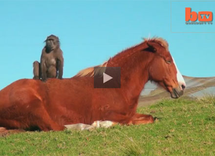 Horse and Baboon are Besties